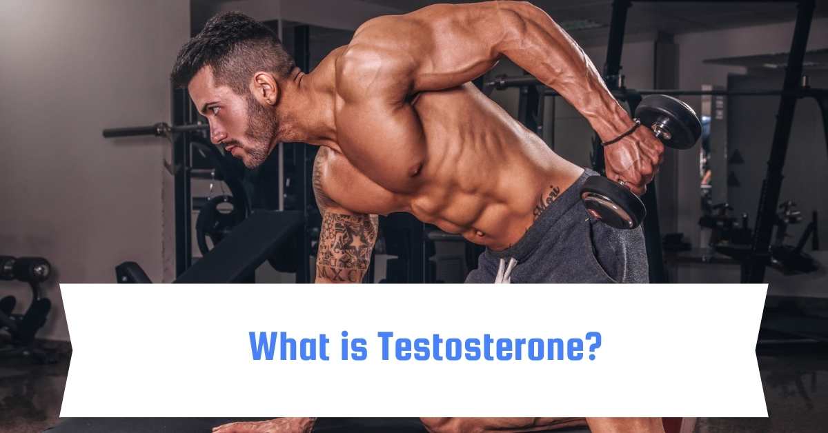 What is Testosterone